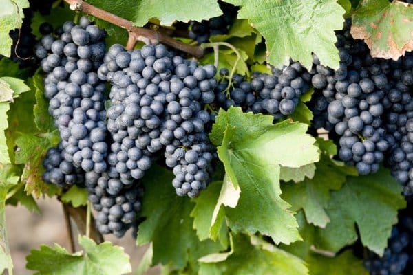 La variedad Tempranillo desbanca por primera vez a la blanca Airén como la uva más plantada en España
