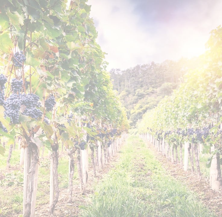 When will sustainability matter to wine consumers?